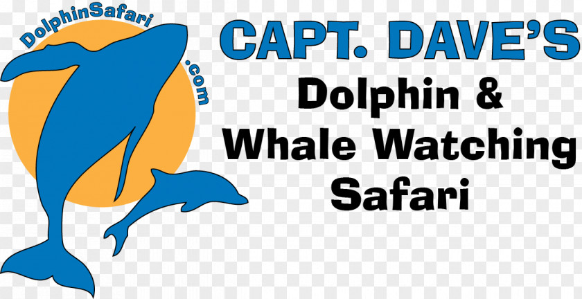 Dolphin Capt Dave's Dana Point Whale Watching Cetacea Marine Mammal PNG