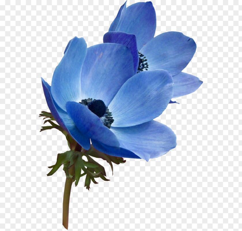 Flower Blue Garden Roses Color Clip Art PNG