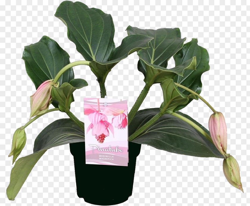 Medinilla Magnifica Mount Pinatubo Flowerpot Plant Bud PNG