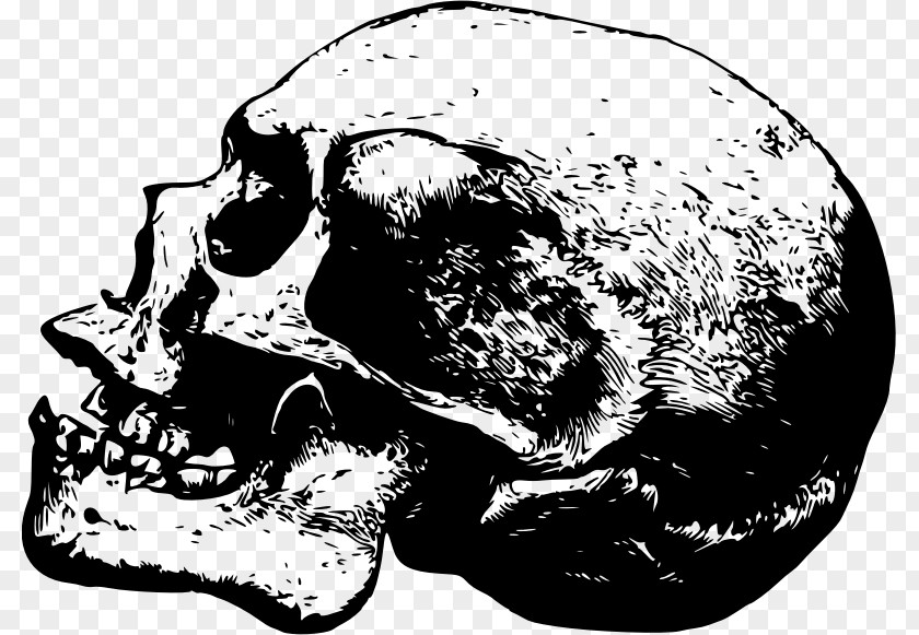 Skull & Bones Desktop Wallpaper Drawing PNG