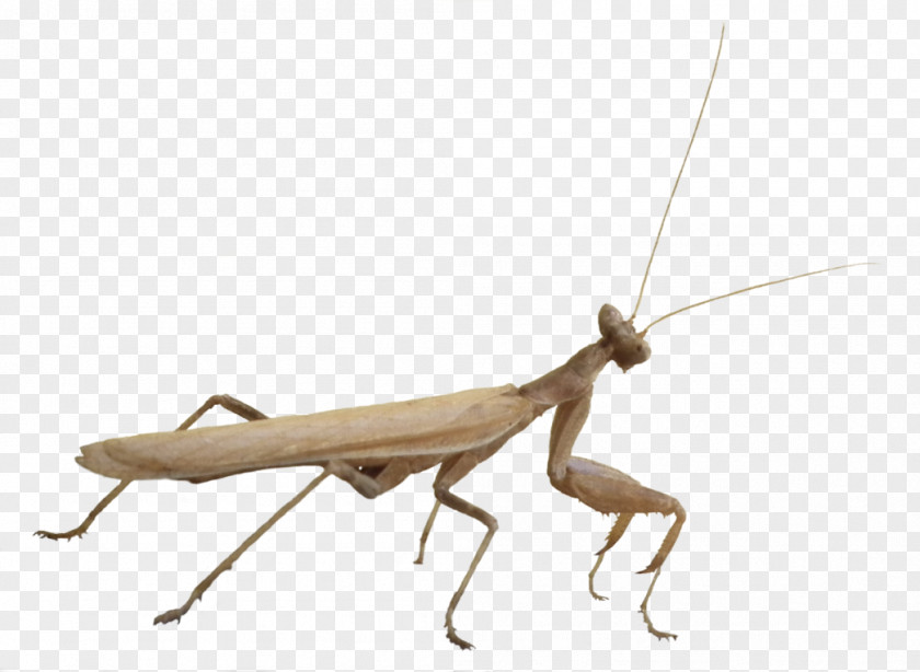 Insect Mantis Fauna Pest PNG