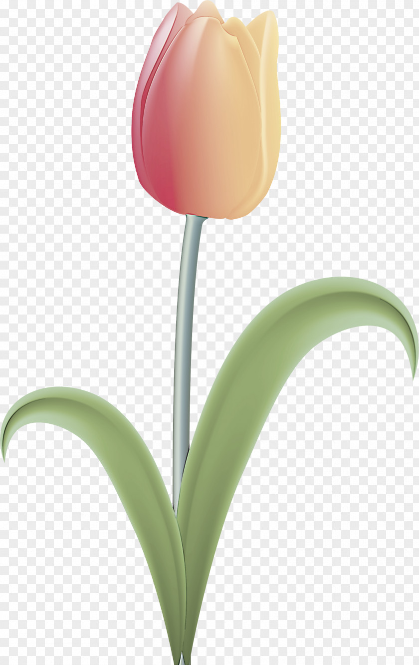 Plant Stem Cut Flowers Tulip Flower Petal Lily Family PNG