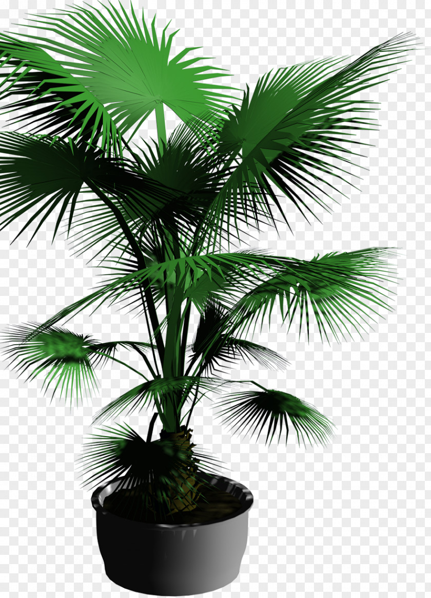Potted Palm Trees Bonsai Template Flowerpot Tree PNG