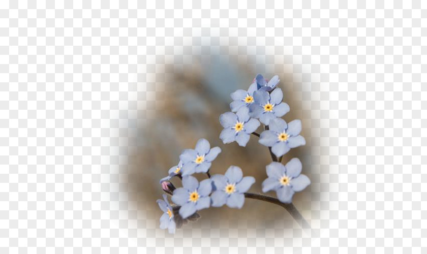 Scorpion Grasses Blue Flower Petal PNG