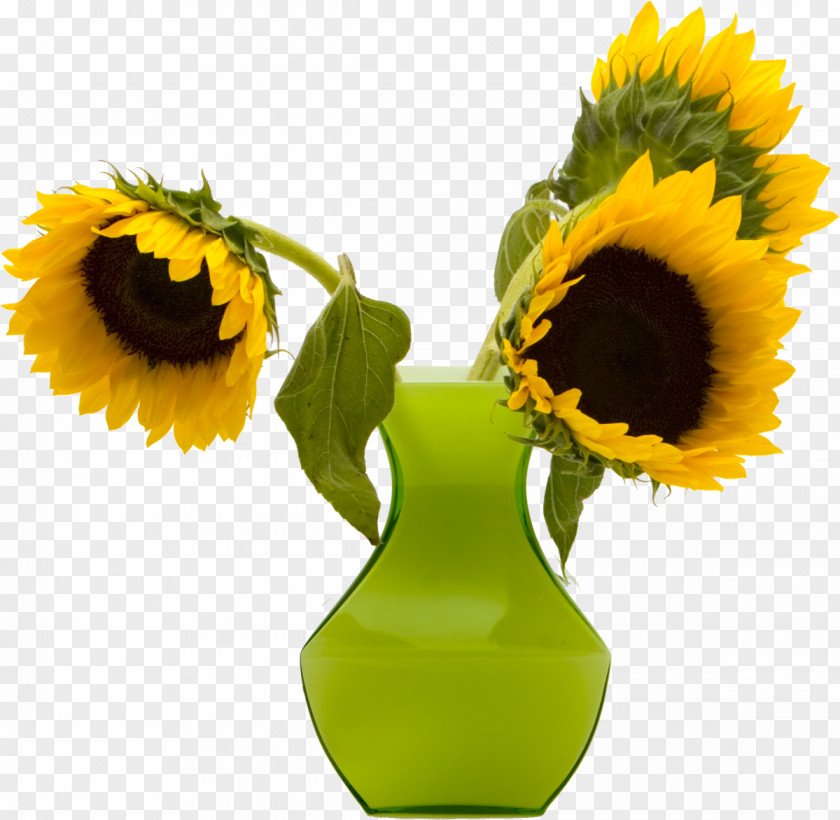 Sunflower Common Vase PNG