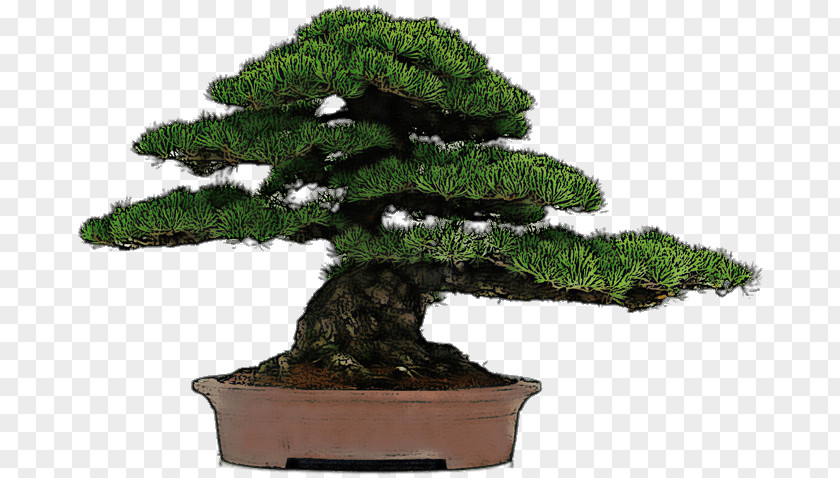 Tree Chinese Sweet Plum Indoor Bonsai Flowerpot PNG