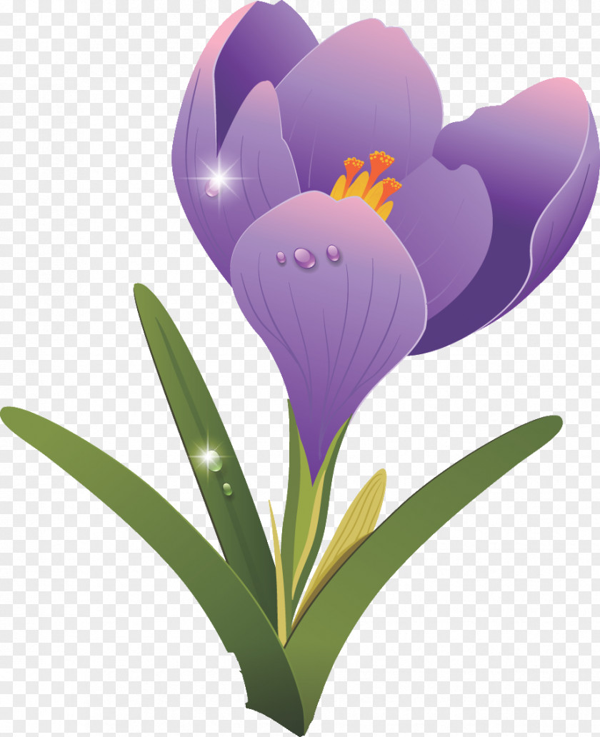 Crocus Flower Clip Art PNG