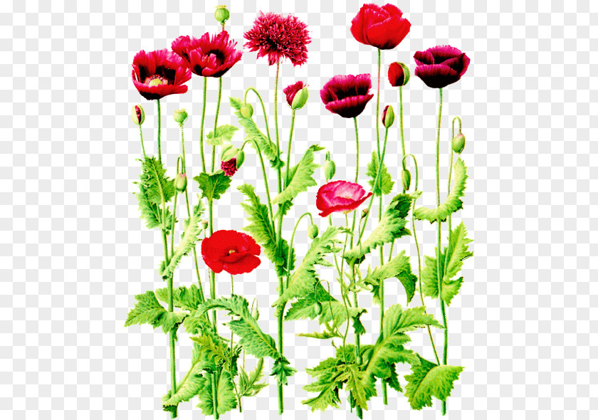 Flower Of The Fields Common Poppy Wildflower Clip Art PNG