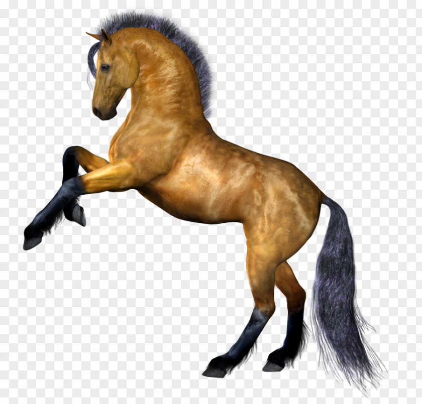 Horse Image Stallion Clip Art PNG