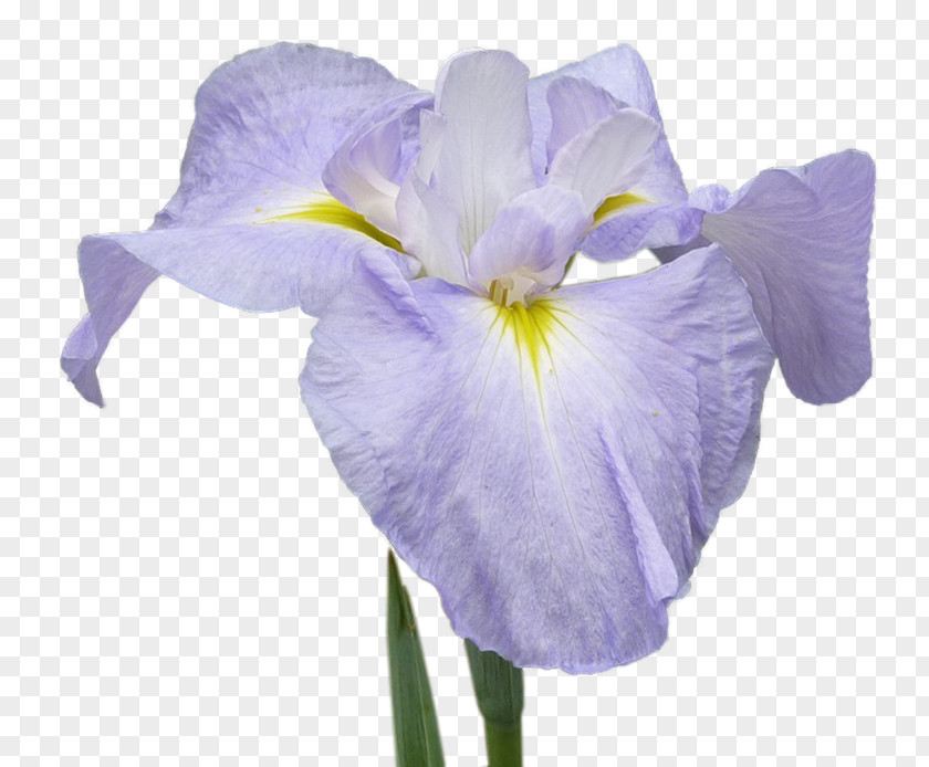 Iris Orris Root Cut Flowers Petal PNG