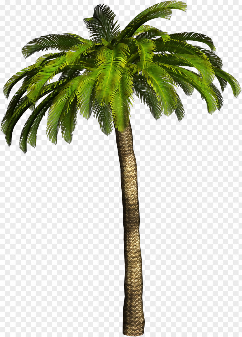 Palm Tree Ceroxyloideae Clip Art PNG