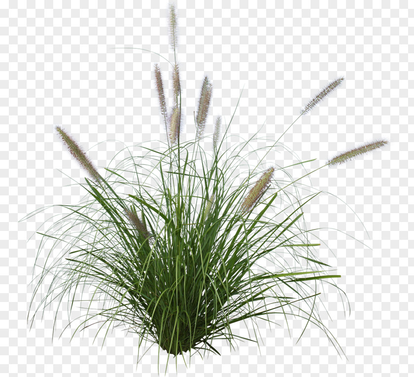 Pennisetum Alopecuroides Ornamental Grass Purple Fountain Japanese Forest PNG