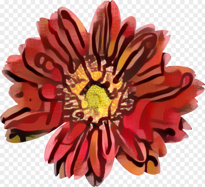 Transvaal Daisy Chrysanthemum Cut Flowers PNG