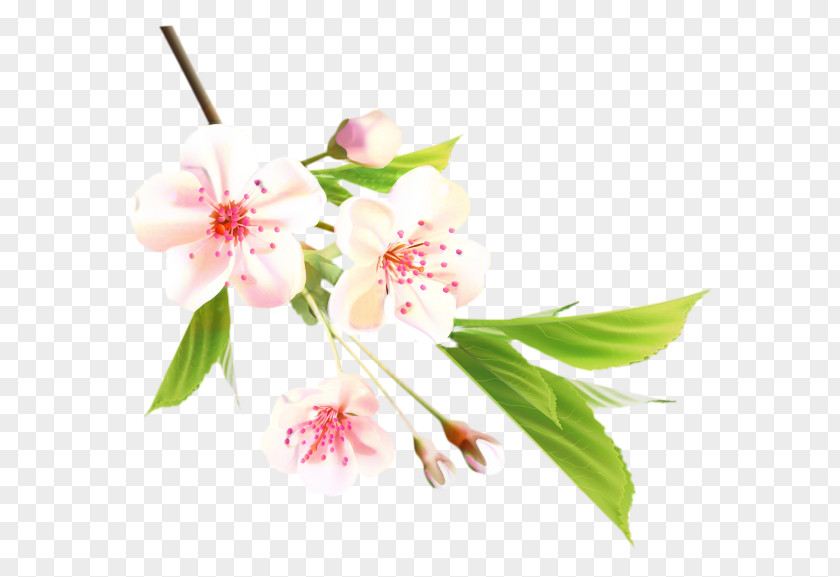 Vector Graphics Cherry Blossom Image PNG