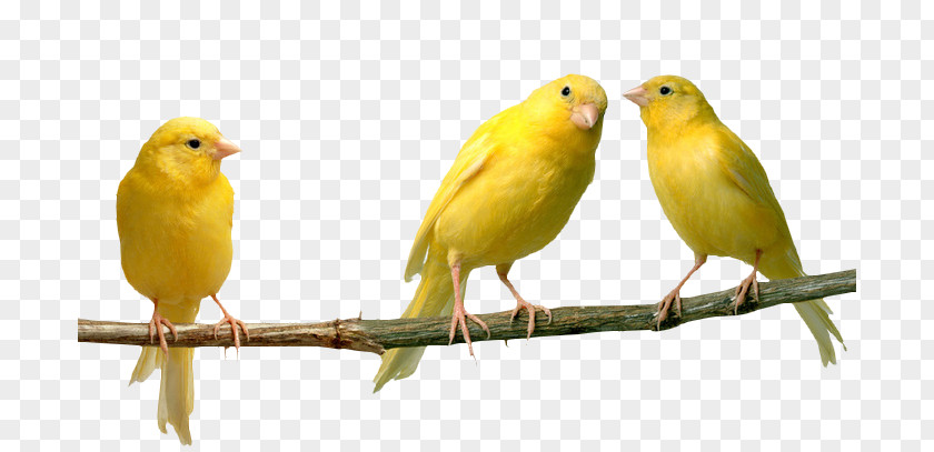 Bird Domestic Canary Finches Yellow Color PNG