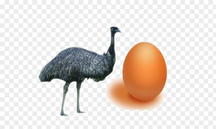 Black Ostrich Egg Common Bird Domestic Goose Quail PNG