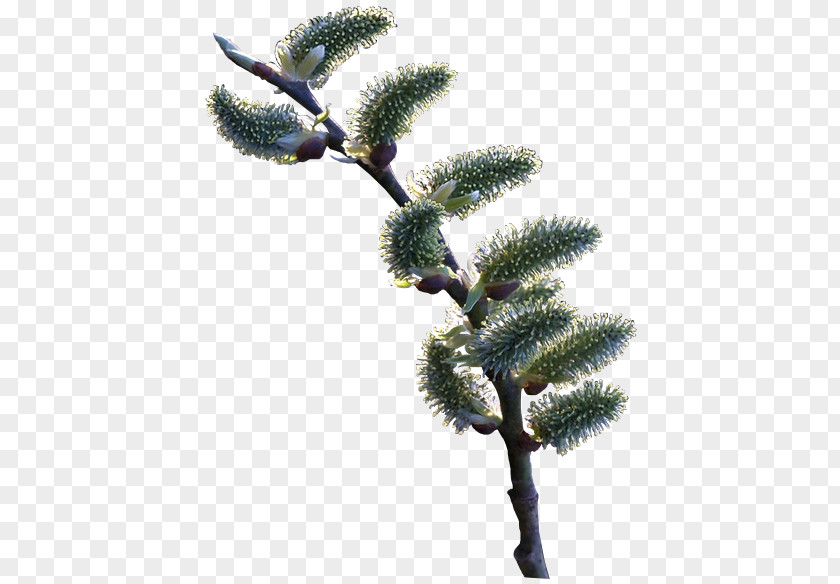 Digital Image Twig PNG