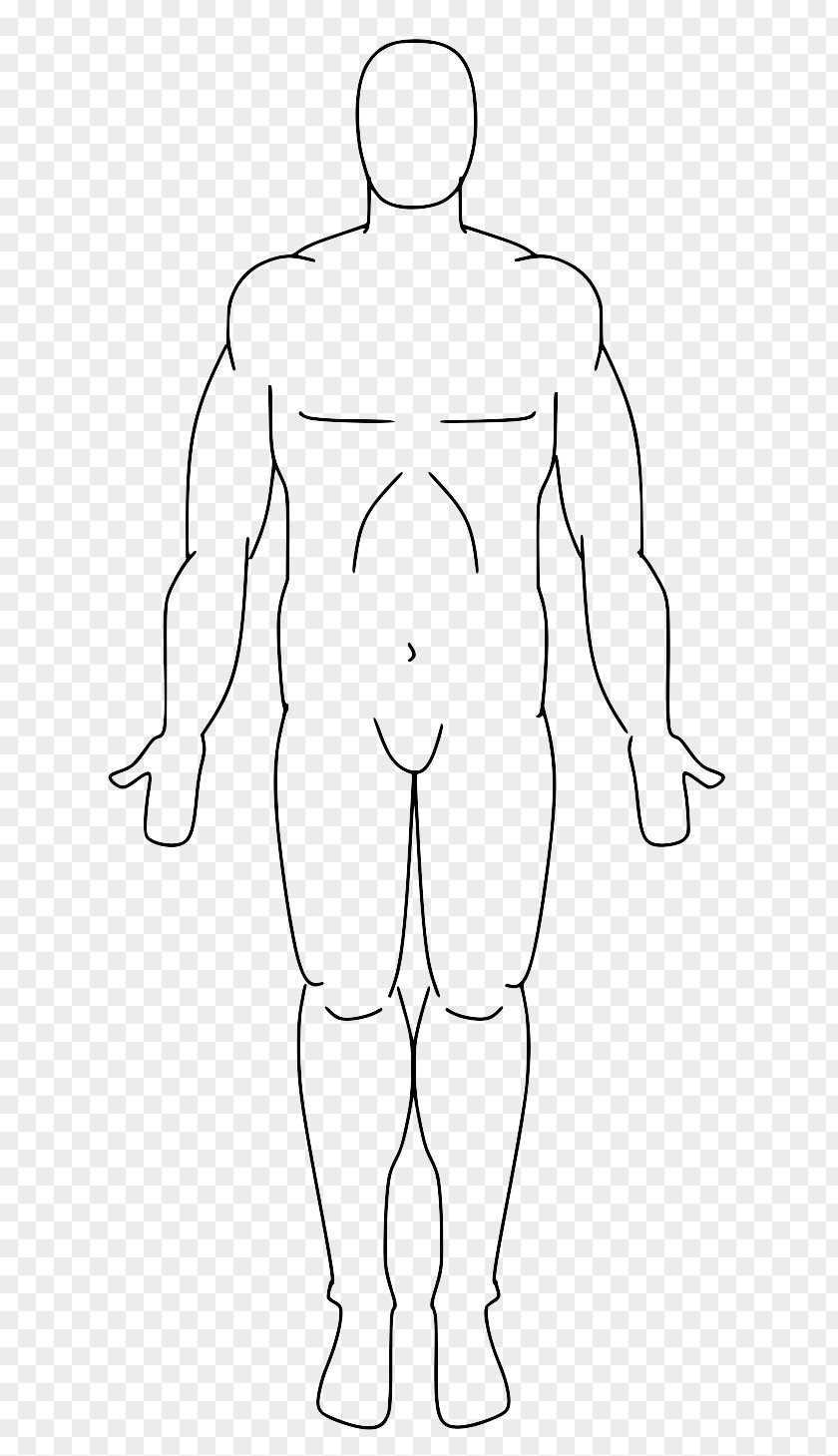 Lining Body Standard Anatomical Position Anatomy Human Facts Plane PNG