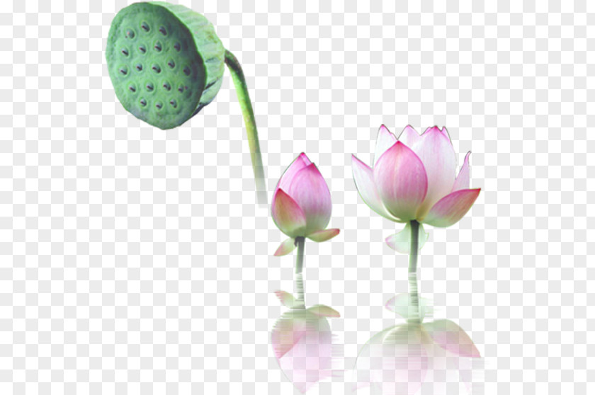 Lotus Leaf Nelumbo Nucifera Water Lily Computer File PNG