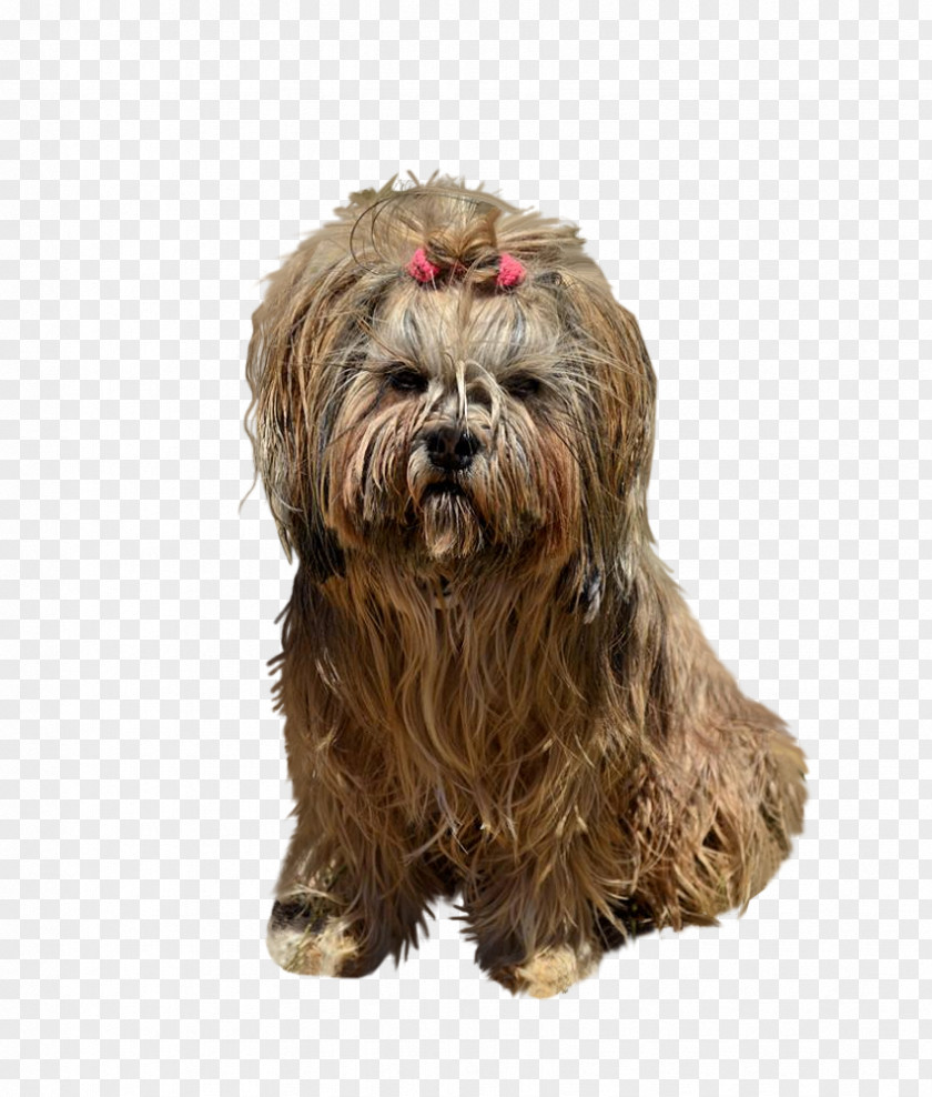 Sapsali Tibetan Terrier Dutch Smoushond Cairn Norfolk PNG