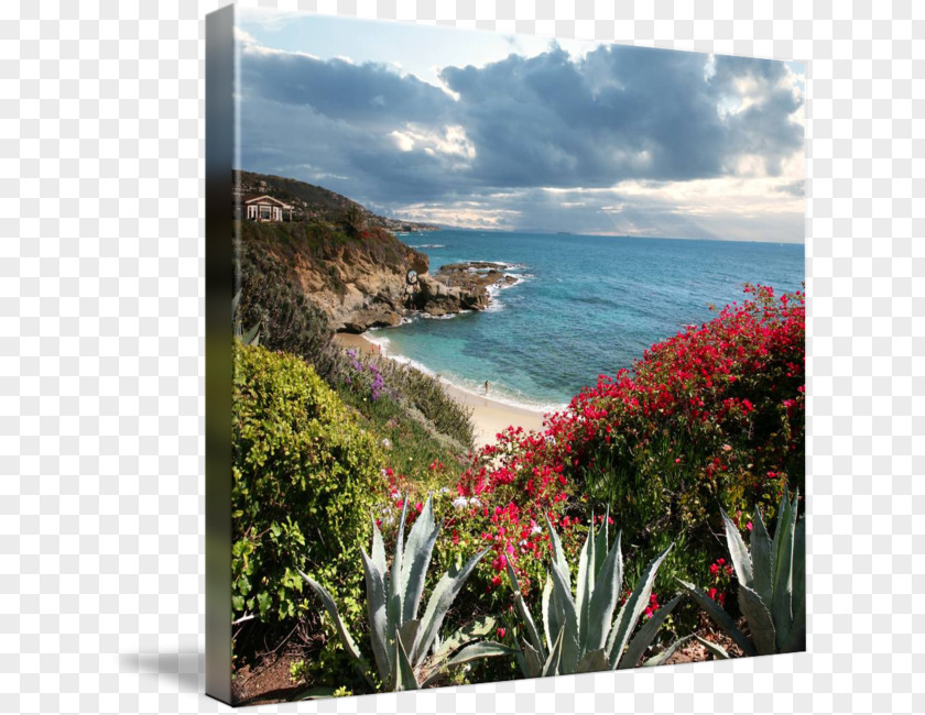 Sea Coast Inlet Vacation Flower PNG