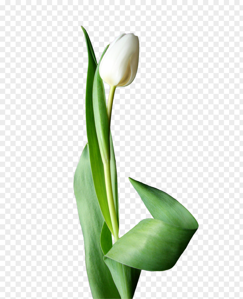 Tulip Flowering Plant Cut Flowers Alismatales PNG