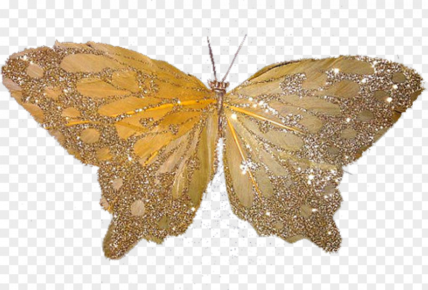 Butterfly Nymphalidae Pieridae Moth PNG