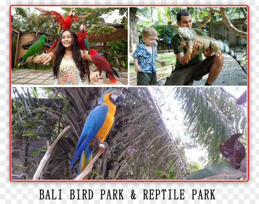 Vacation Macaw Fauna Beak Leisure PNG