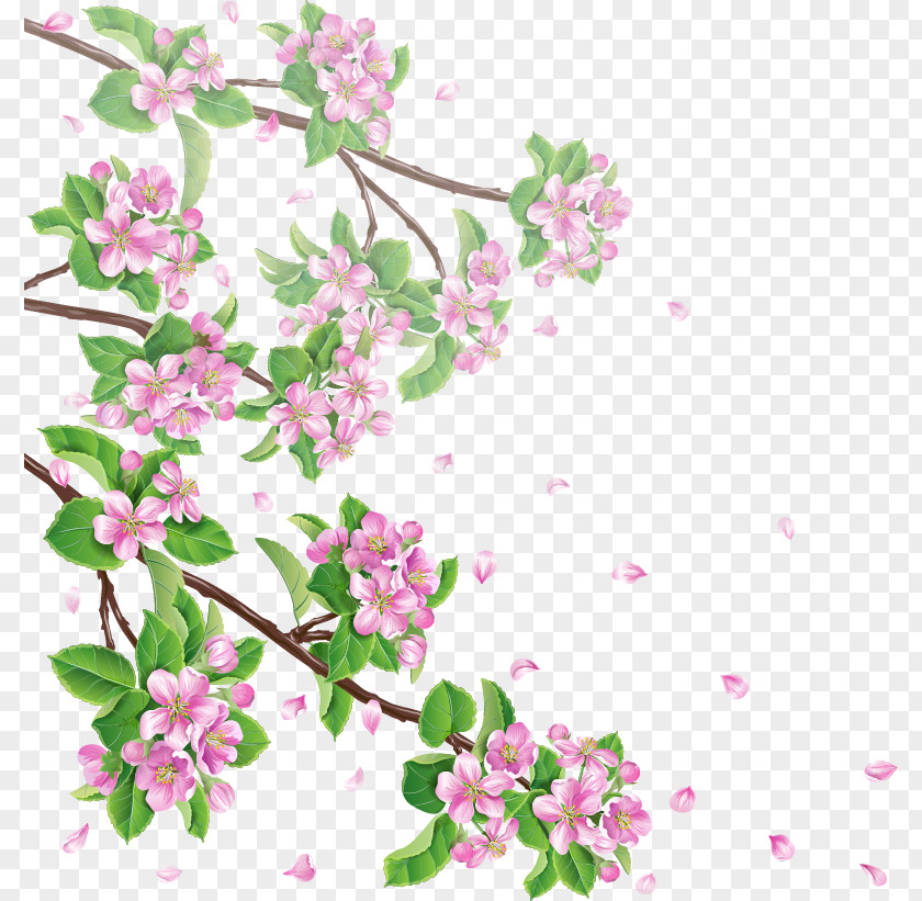 Cherry Blossoms Blossom Apple Branch Clip Art PNG