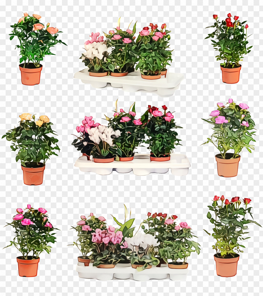 Geranium Azalea Flower Flowerpot Plant Flowering Houseplant PNG