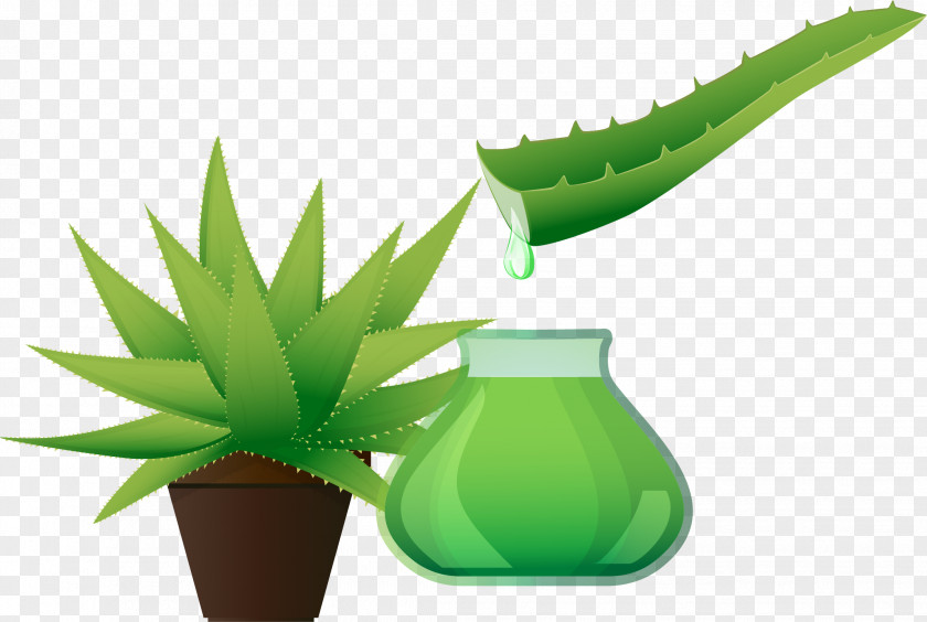 Vector Hand-painted Aloe Extract PNG