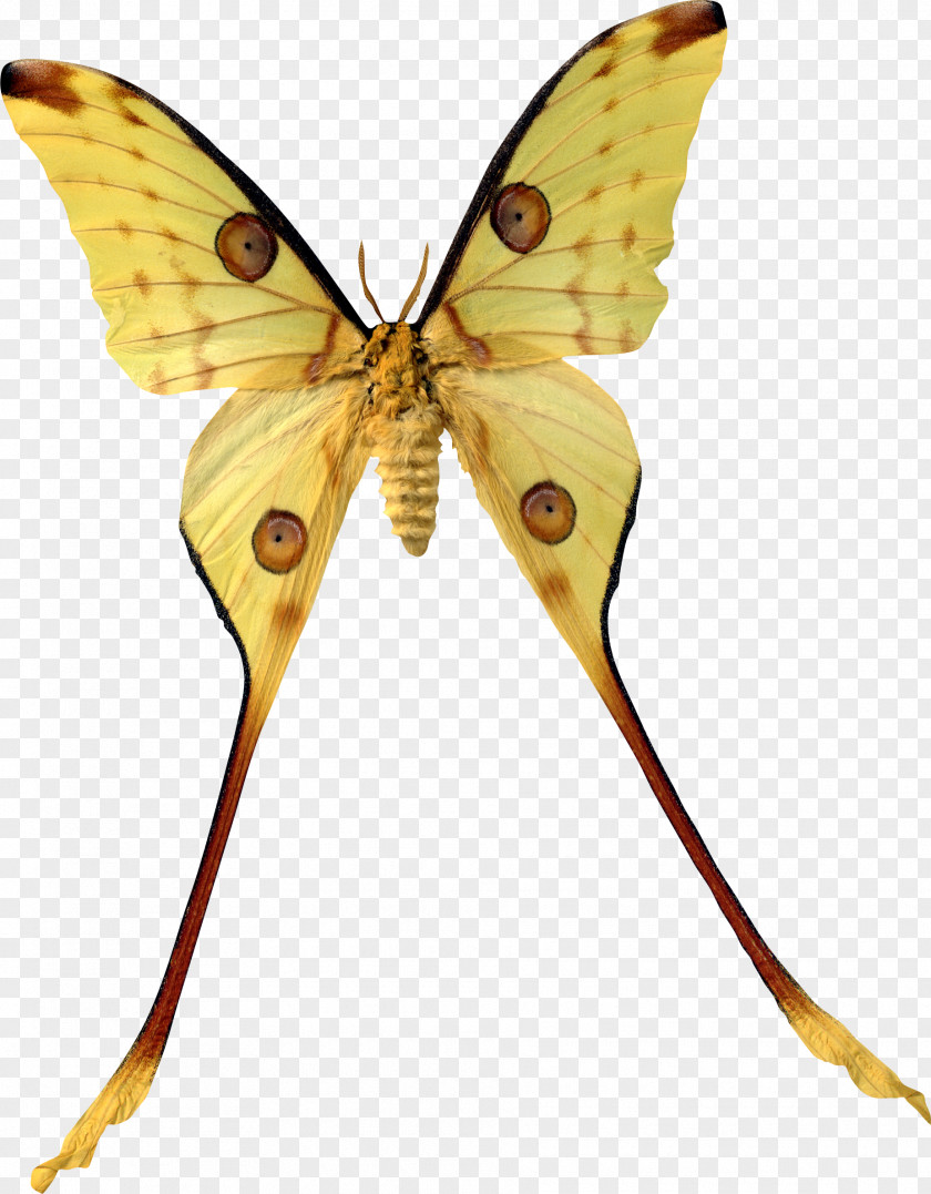 Comet Madagascar Butterfly Insect Argema Moth PNG