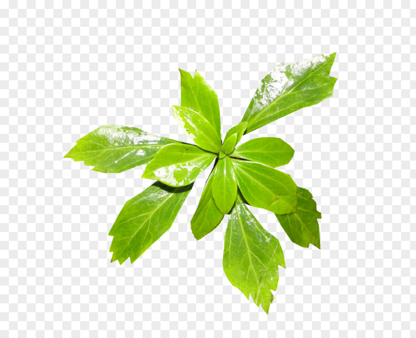 Leaf Plant Stem Tree Aquatic Plants PNG