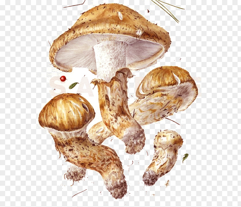 Mushroom Fungus Art Botanical Illustration Drawing PNG
