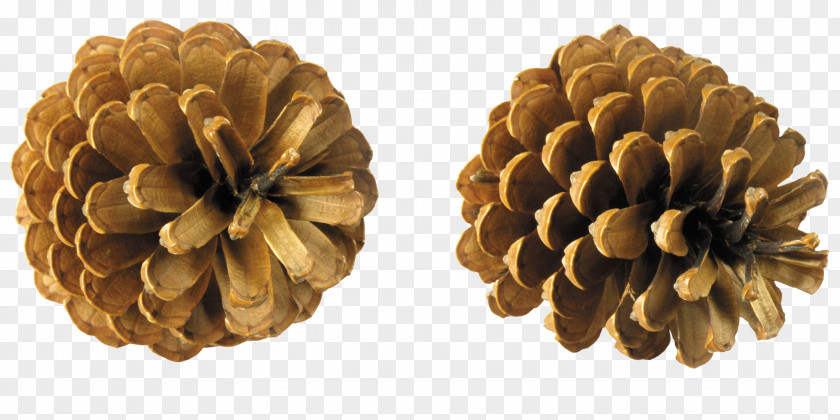 Pine Cone Conifer Clip Art PNG