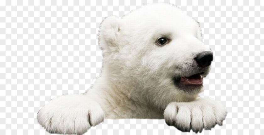 Polar Bear Ice Bear: A Natural And Unnatural History Of The Brown American Black Giant Panda PNG