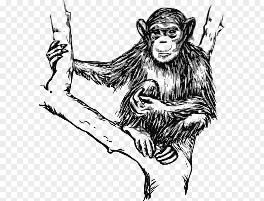 Hairy Chimpanzee Ape Line Art Drawing Clip PNG
