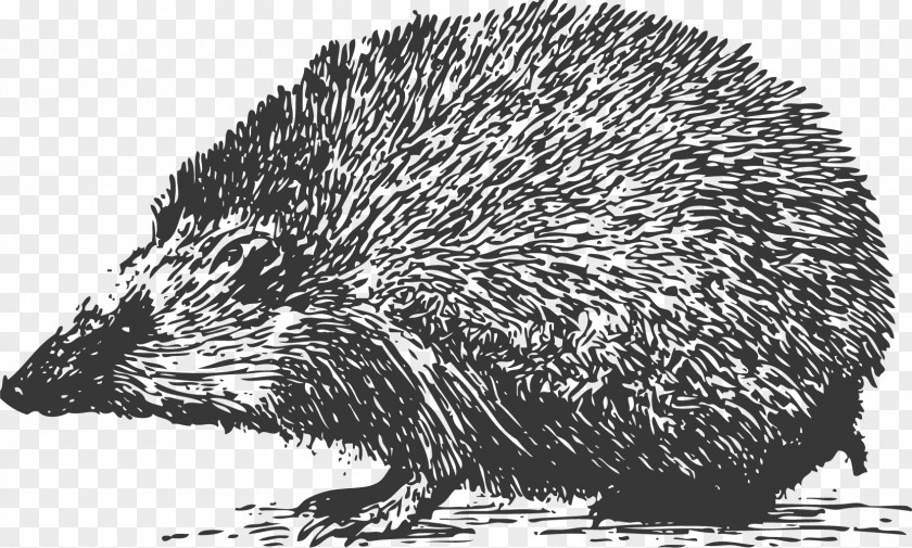 Hedgehog Carved Domesticated Black And White Grayscale PNG