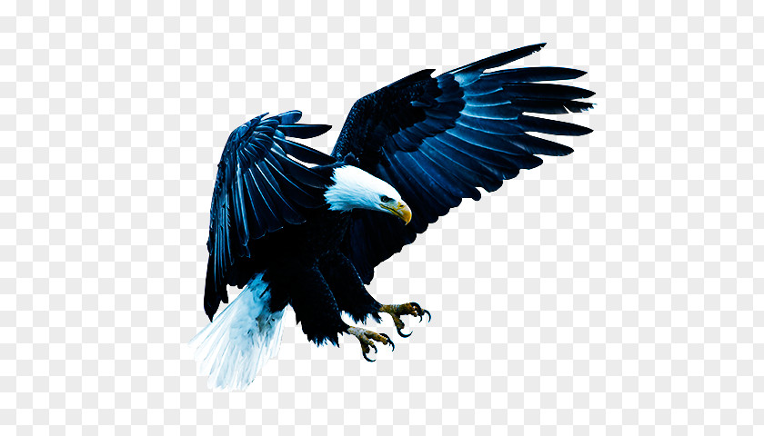 Bird Bald Eagle Of Prey United States PNG