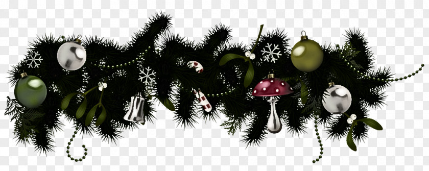 Fir Animation Tree Plant Branch Flower Pine Family PNG
