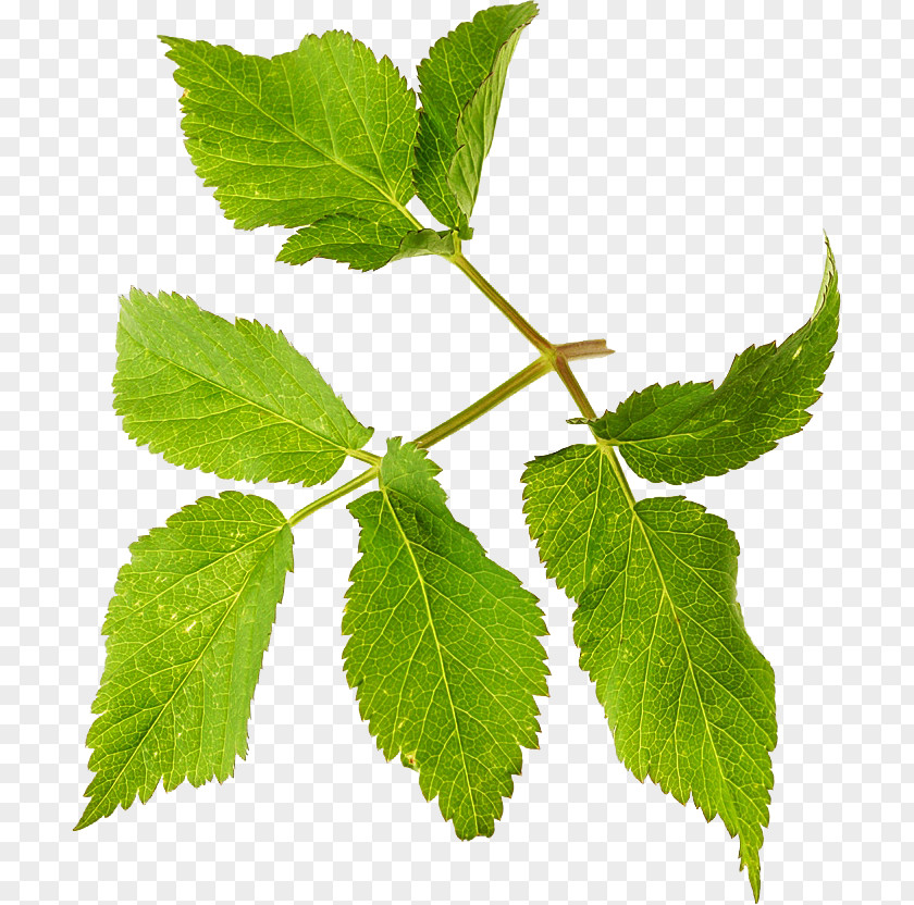 Leaf Herbalism Tree PNG