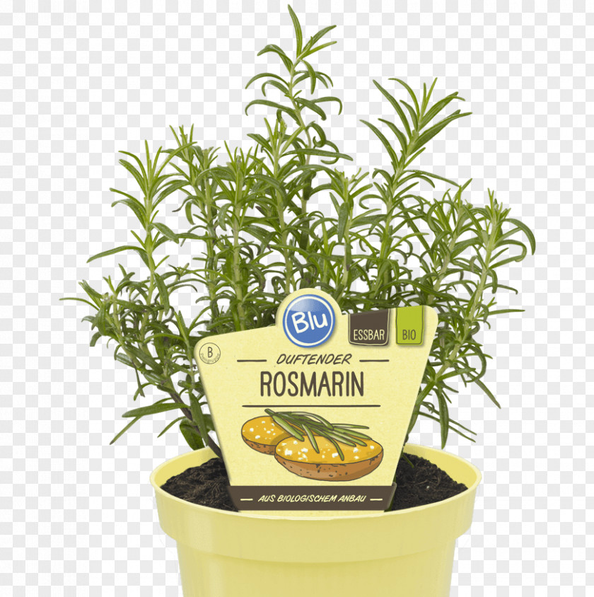 Rosmarin Herb Rosemary Curry Plant Organic Food Basil PNG