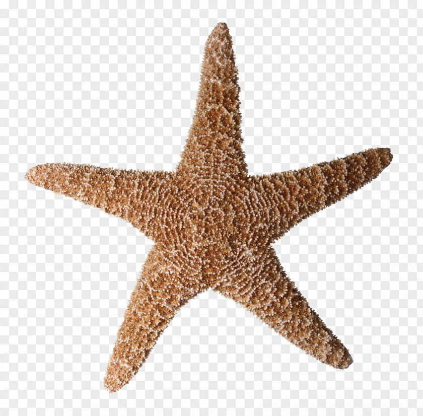Starfish Tiny Ship Photography Clip Art PNG