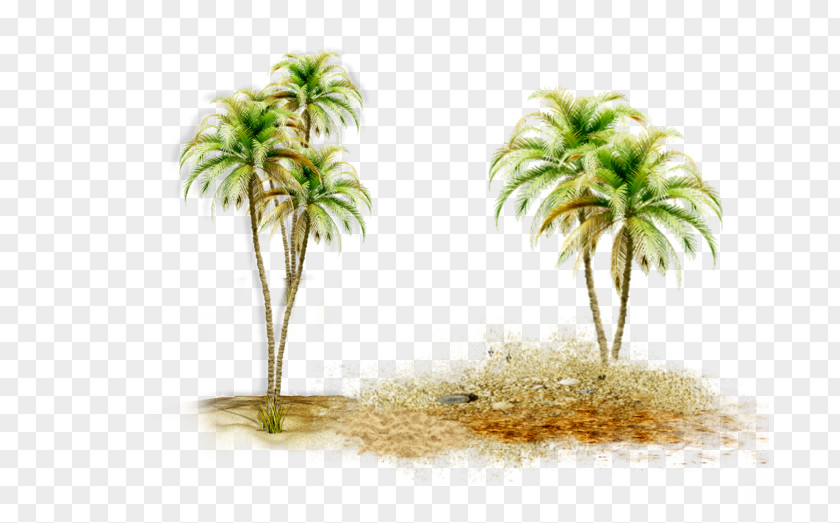 Coconut Asian Palmyra Palm Date Trees Borassus PNG