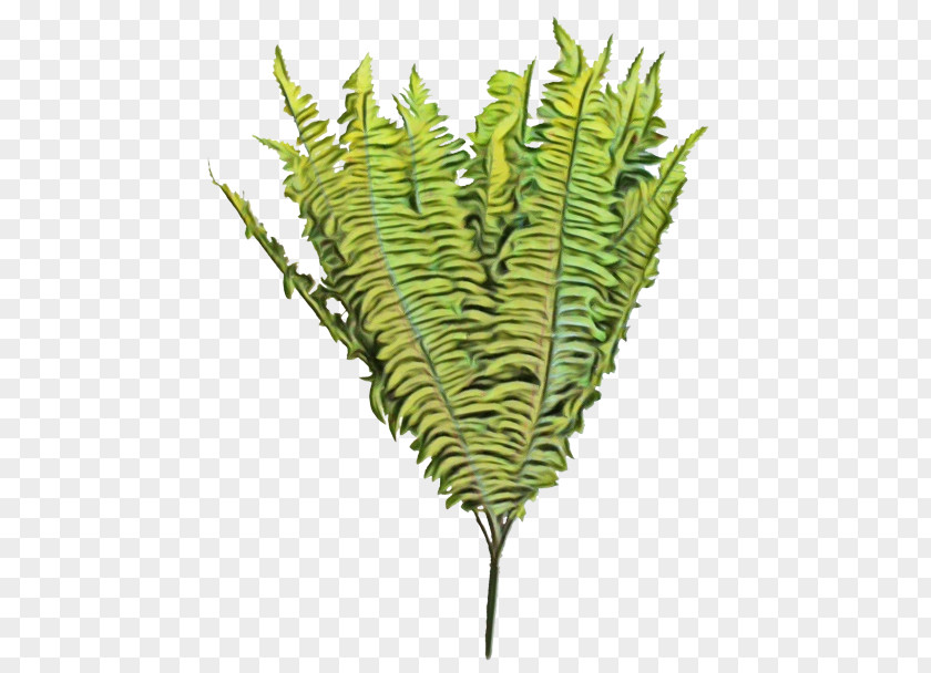 Fern PNG