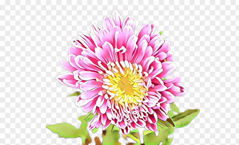 Flower Plant Petal Pink China Aster PNG