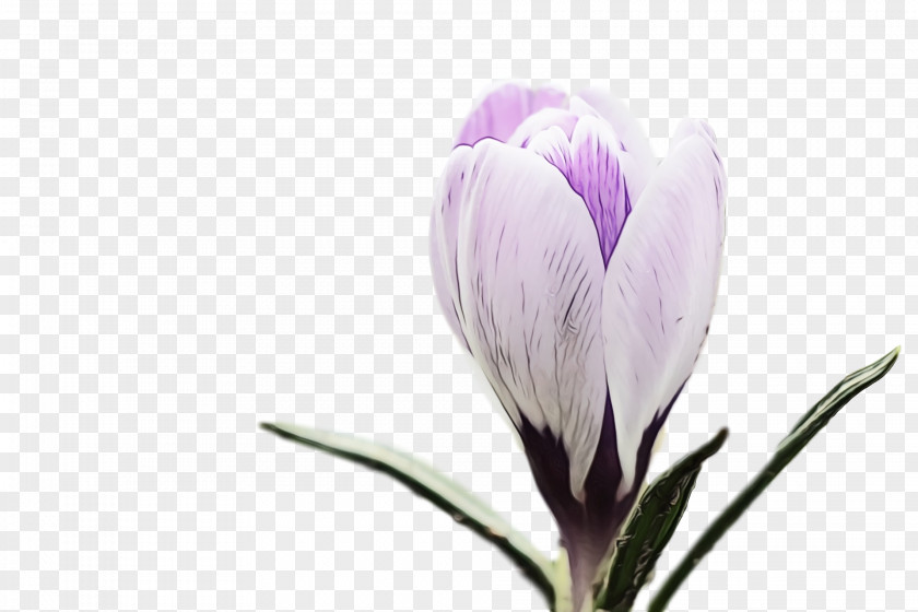 Flower Plant Petal Spring Crocus PNG