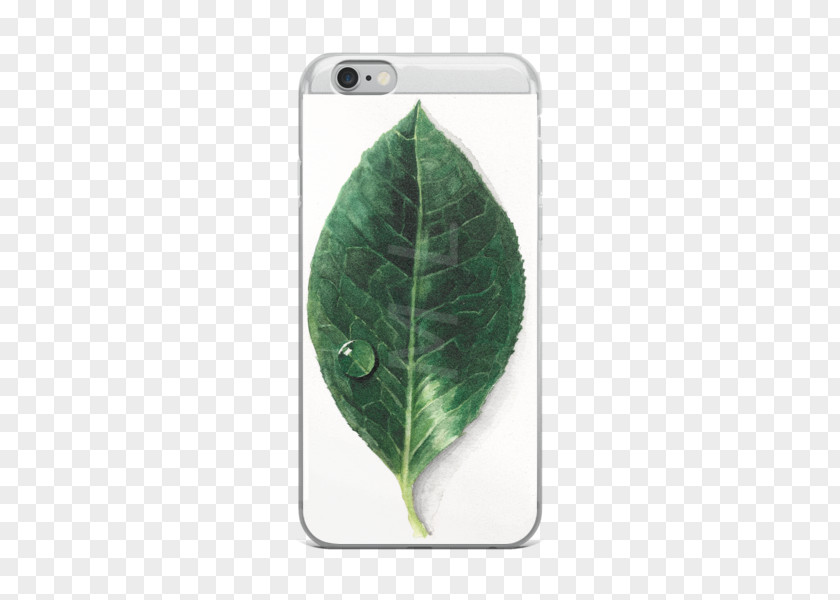 Leaf Green PNG