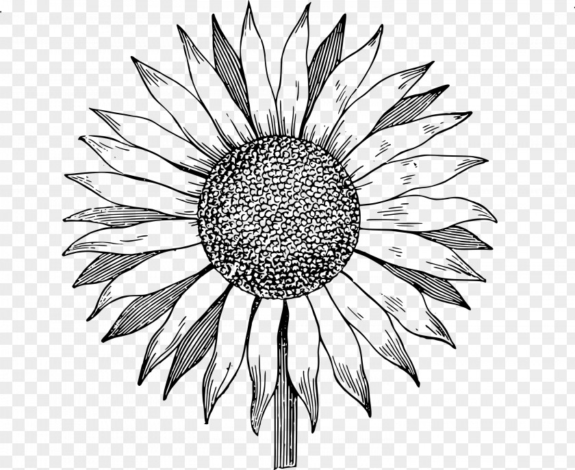 Sunflower Leaf Drawing Clip Art PNG