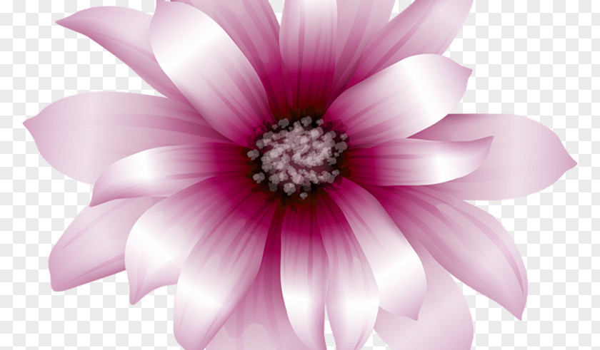 Coral Pink Gerbera Flowers Clip Art PNG